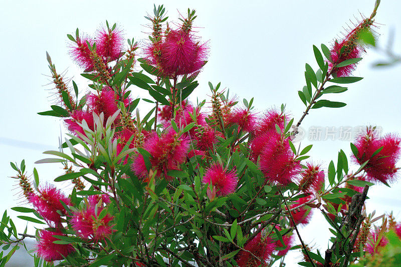 瓶刷鲜花/花萼